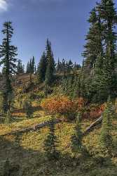 Paradise Point Longmire Mt Rainer Nationalpark Washington Autumn Fine Art Pictures Stock Image Pass - 022440 - 04-10-2017 - 7604x13633 Pixel Paradise Point Longmire Mt Rainer Nationalpark Washington Autumn Fine Art Pictures Stock Image Pass Landscape Modern Art Print Modern Wall Art Fine Art...