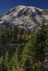 Paradise Point Longmire Mt Rainer Nationalpark Washington Autumn Snow Royalty Free Stock Images - 022444 - 04-10-2017 - 7727x13952 Pixel Paradise Point Longmire Mt Rainer Nationalpark Washington Autumn Snow Royalty Free Stock Images Photography Prints For Sale Fine Art Giclee Printing Fog Summer...