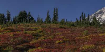 Paradise Point Longmire Mt Rainer Nationalpark Washington Autumn Art Photography Gallery - 022448 - 04-10-2017 - 28846x6713 Pixel Paradise Point Longmire Mt Rainer Nationalpark Washington Autumn Art Photography Gallery Fine Art Prints Fine Art Printer What Is Fine Art Photography River...