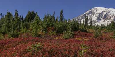 Paradise Point Longmire Mt Rainer Nationalpark Washington Autumn Coast Park Fine Art Fotografie - 022449 - 04-10-2017 - 25619x6923 Pixel Paradise Point Longmire Mt Rainer Nationalpark Washington Autumn Coast Park Fine Art Fotografie Fine Art Photography Gallery Cloud Famous Fine Art Photographers...