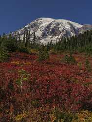 Paradise Point Longmire Mt Rainer Nationalpark Washington Autumn Leave - 022450 - 04-10-2017 - 7954x10525 Pixel Paradise Point Longmire Mt Rainer Nationalpark Washington Autumn Leave Famous Fine Art Photographers Fine Art Printing Coast Fine Art America Fine Art...