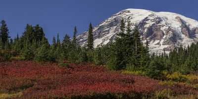 Paradise Point Longmire Mt Rainer Nationalpark Washington Autumn Animal Park Fine Art Landscape - 022451 - 04-10-2017 - 18573x4902 Pixel Paradise Point Longmire Mt Rainer Nationalpark Washington Autumn Animal Park Fine Art Landscape Leave Order Fine Art Print Town Beach Stock Image Fine Art...