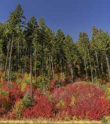 Wenatchee Winton Washington Autumn Color Tree Forest Fall Prints For Sale Flower Stock Pictures - 022515 - 03-10-2017 - 7127x7988 Pixel Wenatchee Winton Washington Autumn Color Tree Forest Fall Prints For Sale Flower Stock Pictures Fine Art Pictures Creek Stock Photos Fine Art Photographers...