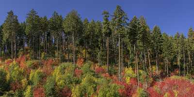 Wenatchee Winton Washington Autumn Color Tree Forest Fall Prints For Sale Fine Art Printing Images - 022516 - 03-10-2017 - 18442x7290 Pixel Wenatchee Winton Washington Autumn Color Tree Forest Fall Prints For Sale Fine Art Printing Images Shoreline Fine Art Fotografie Fine Art Giclee Printing Hi...