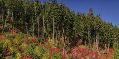 Wenatchee Winton Washington Autumn Color Tree Forest Fall Fine Art Print Cloud - 022517 - 03-10-2017 - 20337x7416 Pixel Wenatchee Winton Washington Autumn Color Tree Forest Fall Fine Art Print Cloud Landscape Photography Fine Art Nature Photography Fine Art Photos Rain...