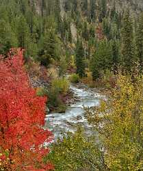 Alpine Wyoming River Tree Autumn Color Colorful Fall Fine Art Photo Fine Art Printer Nature - 011431 - 24-09-2012 - 6974x8362 Pixel Alpine Wyoming River Tree Autumn Color Colorful Fall Fine Art Photo Fine Art Printer Nature Fine Arts Fog Park Fine Art Photography Prints For Sale Shoreline...