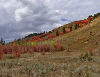 Alpine Wyoming River Tree Autumn Color Colorful Fall Nature Fine Arts Photography - 011433 - 24-09-2012 - 12173x9400 Pixel Alpine Wyoming River Tree Autumn Color Colorful Fall Nature Fine Arts Photography What Is Fine Art Photography Rain City Sea Stock Image Fine Art Photography...