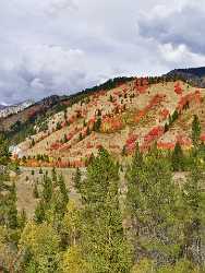 Alpine Wyoming River Tree Autumn Color Colorful Fall Forest Photography Ice Island - 011437 - 24-09-2012 - 7168x9535 Pixel Alpine Wyoming River Tree Autumn Color Colorful Fall Forest Photography Ice Island Fine Art Pictures Fine Art Prints Modern Wall Art Modern Art Prints Pass Fine...