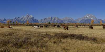 Elk Ranch Flats Grand Teton National Park Wyoming Stock Fine Art Photos Prints For Sale Fine Art - 015382 - 25-09-2014 - 16474x6127 Pixel Elk Ranch Flats Grand Teton National Park Wyoming Stock Fine Art Photos Prints For Sale Fine Art Winter Senic Autumn Landscape Creek Sunshine Stock Images Color...