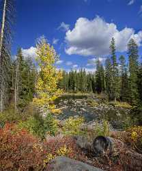 Jenny Lake Grand Teton Wyoming Tree Autumn Color Photography Fine Art Prints For Sale - 015504 - 23-09-2014 - 7252x8703 Pixel Jenny Lake Grand Teton Wyoming Tree Autumn Color Photography Fine Art Prints For Sale Fine Art Landscape Photography Stock Images Panoramic Modern Art Print...