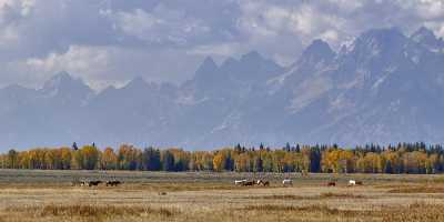 Jackson Hole Grand Teton National Park Wyoming Moran Art Photography For Sale Photography Shore - 011583 - 27-09-2012 - 16276x5125 Pixel Jackson Hole Grand Teton National Park Wyoming Moran Art Photography For Sale Photography Shore Famous Fine Art Photographers Fine Art Photography Gallery Senic...