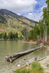 String Lake Grand Teton Wyoming Tree Autumn Color Famous Fine Art Photographers Fine Art Island - 015528 - 23-09-2014 - 6917x10212 Pixel String Lake Grand Teton Wyoming Tree Autumn Color Famous Fine Art Photographers Fine Art Island Fine Art Printing Modern Art Print Animal Sea View Point Images...