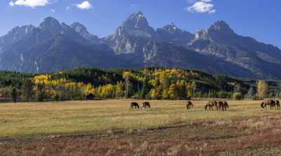 Taggart Creek Grand Teton Wyoming Tree Swamp Autumn Panoramic Fine Art Photo - 015407 - 24-09-2014 - 12632x7054 Pixel Taggart Creek Grand Teton Wyoming Tree Swamp Autumn Panoramic Fine Art Photo Fine Art Nature Photography Sale Country Road Fine Art Giclee Printing Prints For...