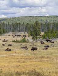 Firehole Lake Drive Yellowstone National Park Wyoming View Rock Photography Prints For Sale City - 015303 - 26-09-2014 - 7265x9592 Pixel Firehole Lake Drive Yellowstone National Park Wyoming View Rock Photography Prints For Sale City Modern Art Prints Stock Images Town View Point Art Prints For...