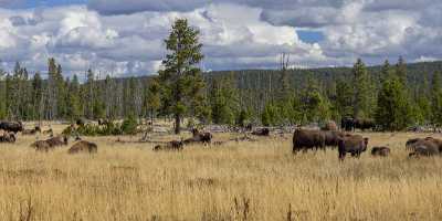 Firehole Lake Drive Yellowstone National Park Wyoming View What Is Fine Art Photography Sea Forest - 015304 - 26-09-2014 - 24050x7270 Pixel Firehole Lake Drive Yellowstone National Park Wyoming View What Is Fine Art Photography Sea Forest Sky Art Prints For Sale Photography Rock Fine Art...