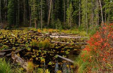 Yellowstone National Park Wyoming Isa Lake Pond Autumn Fine Art Photography For Sale - 011672 - 28-09-2012 - 10291x6664 Pixel Yellowstone National Park Wyoming Isa Lake Pond Autumn Fine Art Photography For Sale Art Photography For Sale Fine Art Landscape Photography Fine Art Print Fine...