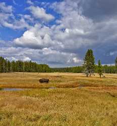 Yellowstone National Park Wyoming Norris Canyon Road Bison Sunshine Fine Art Landscape Photography - 011701 - 28-09-2012 - 7025x7579 Pixel Yellowstone National Park Wyoming Norris Canyon Road Bison Sunshine Fine Art Landscape Photography Color Art Printing Island Tree Landscape Photo Fine Art...