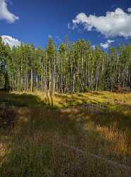 Norris Geyser Basin Swamp Yellowstone National Park Wyoming River Fine Art Landscape Photography - 015269 - 26-09-2014 - 7234x9777 Pixel Norris Geyser Basin Swamp Yellowstone National Park Wyoming River Fine Art Landscape Photography Art Prints For Sale Fine Art Photos Ice Fine Art Fotografie...