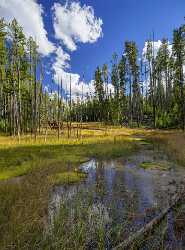 Norris Geyser Basin Swamp Yellowstone National Park Wyoming Sky Creek Flower Fine Art Pictures - 015271 - 26-09-2014 - 7236x9787 Pixel Norris Geyser Basin Swamp Yellowstone National Park Wyoming Sky Creek Flower Fine Art Pictures Fine Art Giclee Printing Fine Art Fotografie Fine Art Foto Summer...