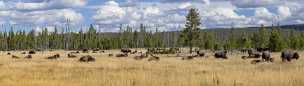 Firehole Lake Drive Firehole Lake Drive - Yellowstone National Park - Panoramic - Landscape - Photography - Photo - Print - Nature - Stock...