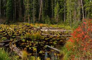 Isa Lake Isa Lake - Yellowstone National Park - Panoramic - Landscape - Photography - Photo - Print - Nature - Stock Photos -...