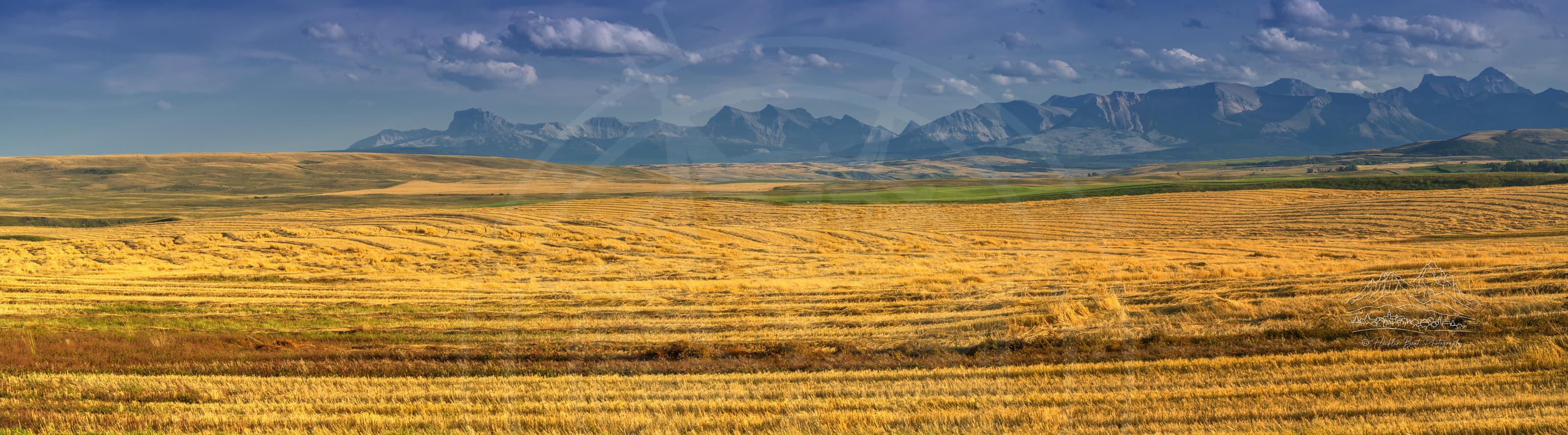 Autumn Farmland Panoramic View, Township Road 43, Alberta