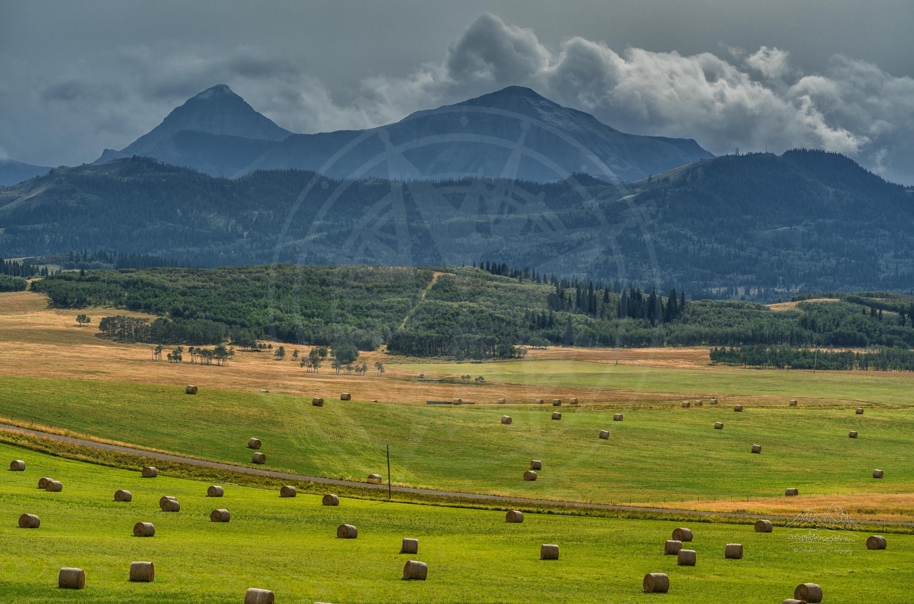Panoramic Summer Farmland Landscape on Township Road 54, Alberta