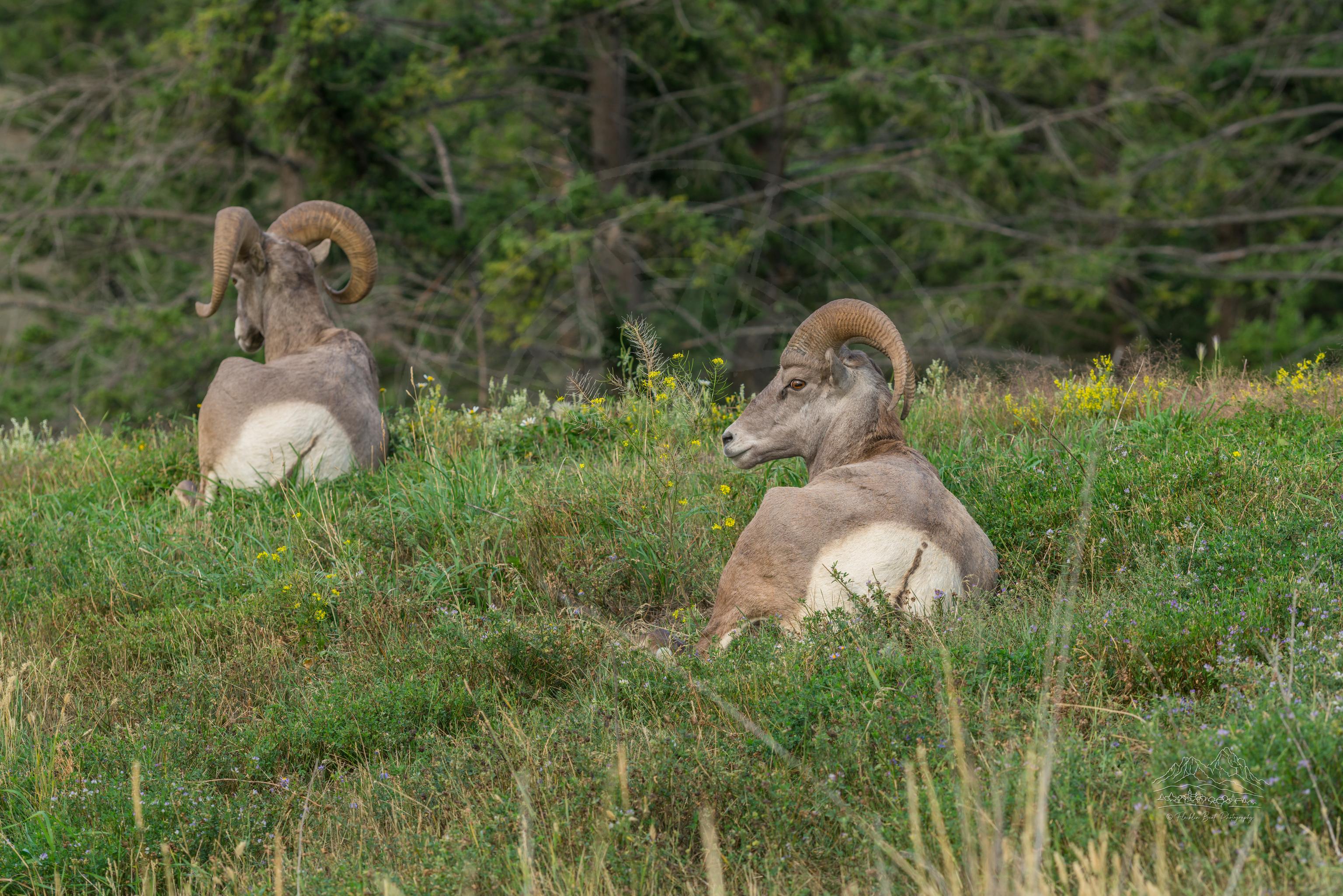 Autumn Panorama of Bighorn Sheep on Forsters Landing Road, Radium Hot Springs
