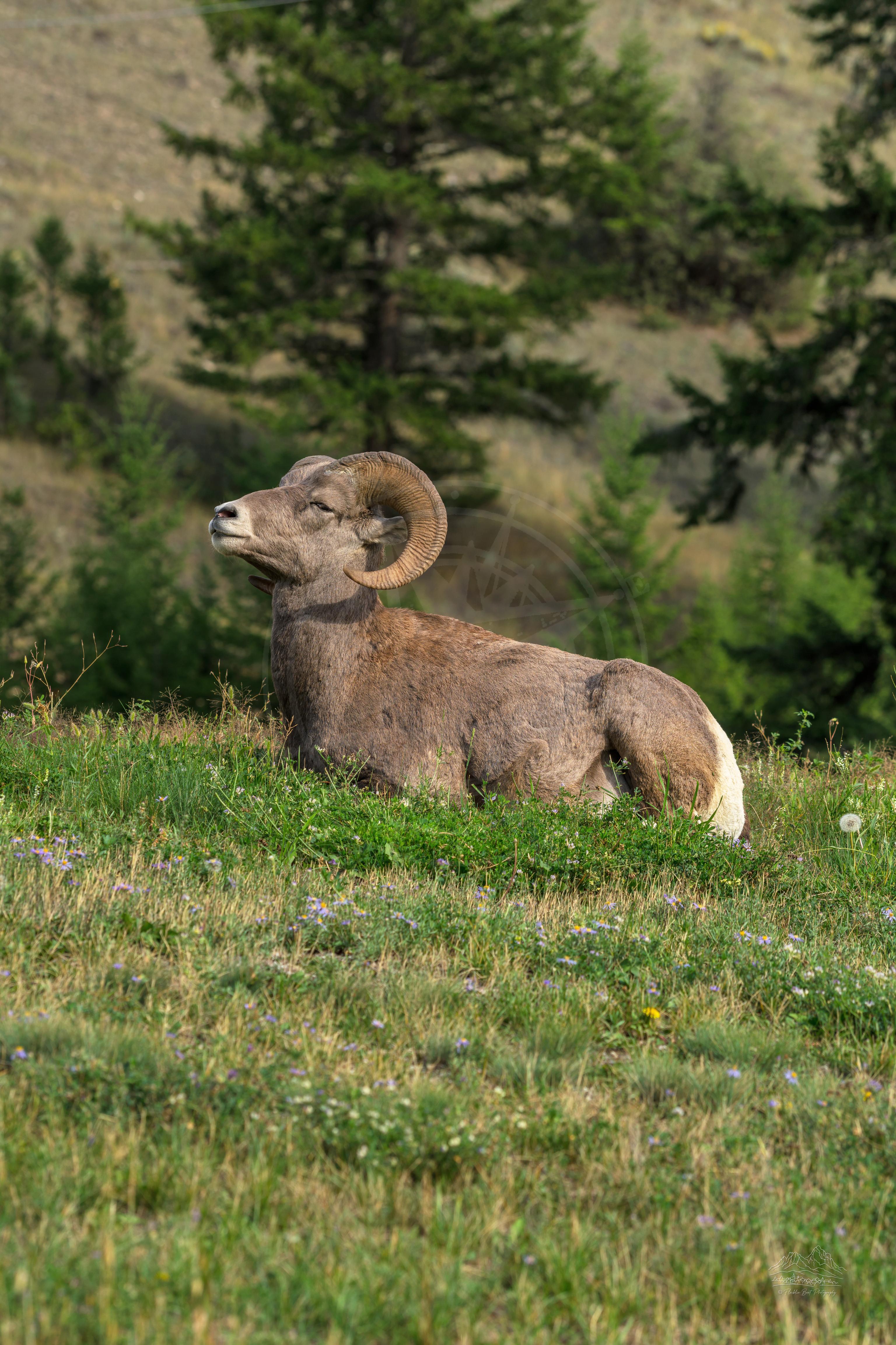 Bighorn Ram in Autumn Meadow at Radium Hot Springs, British Columbia