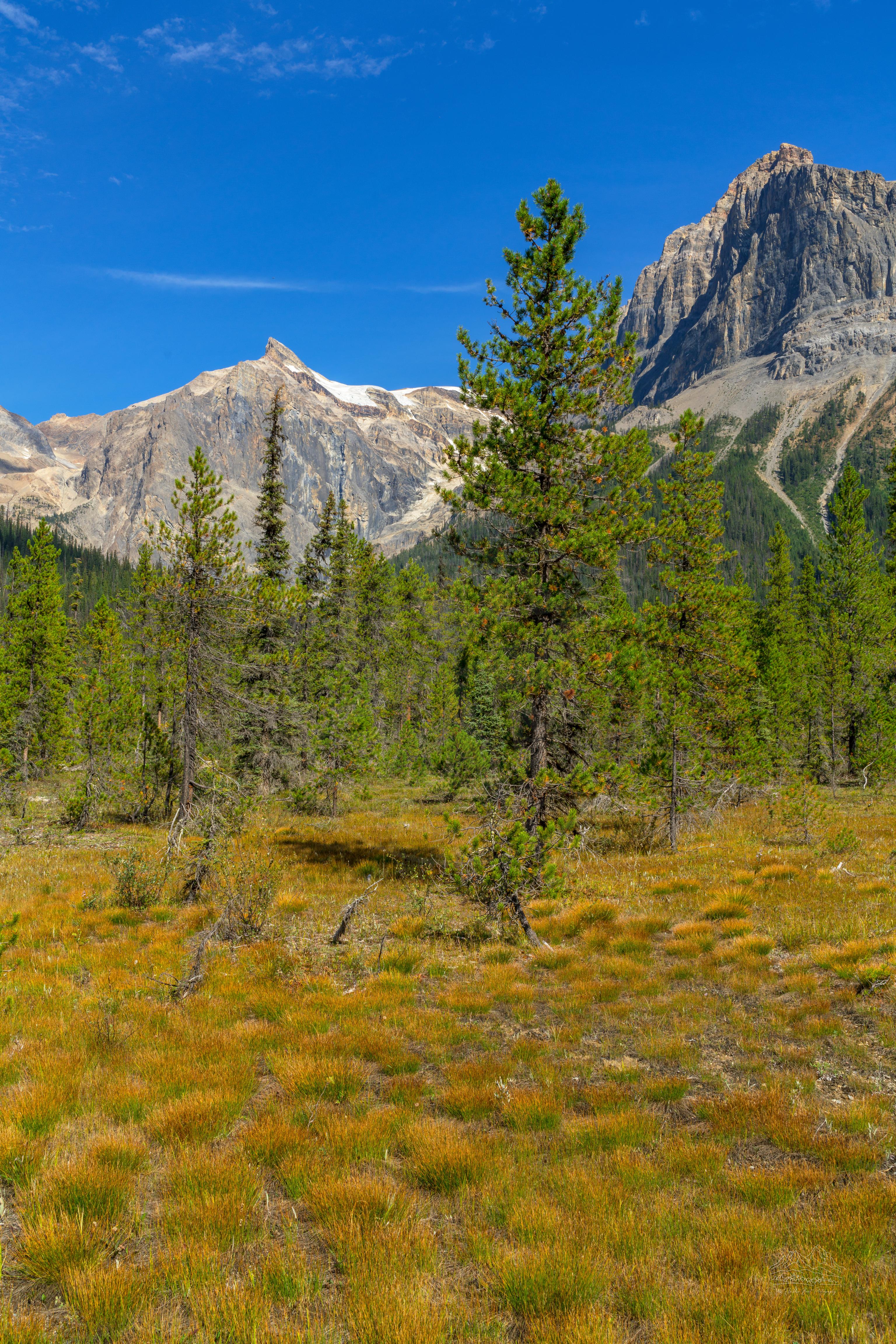 Panoramic Summer Landscape at Emerald Lake Loop Trail, British Columbia