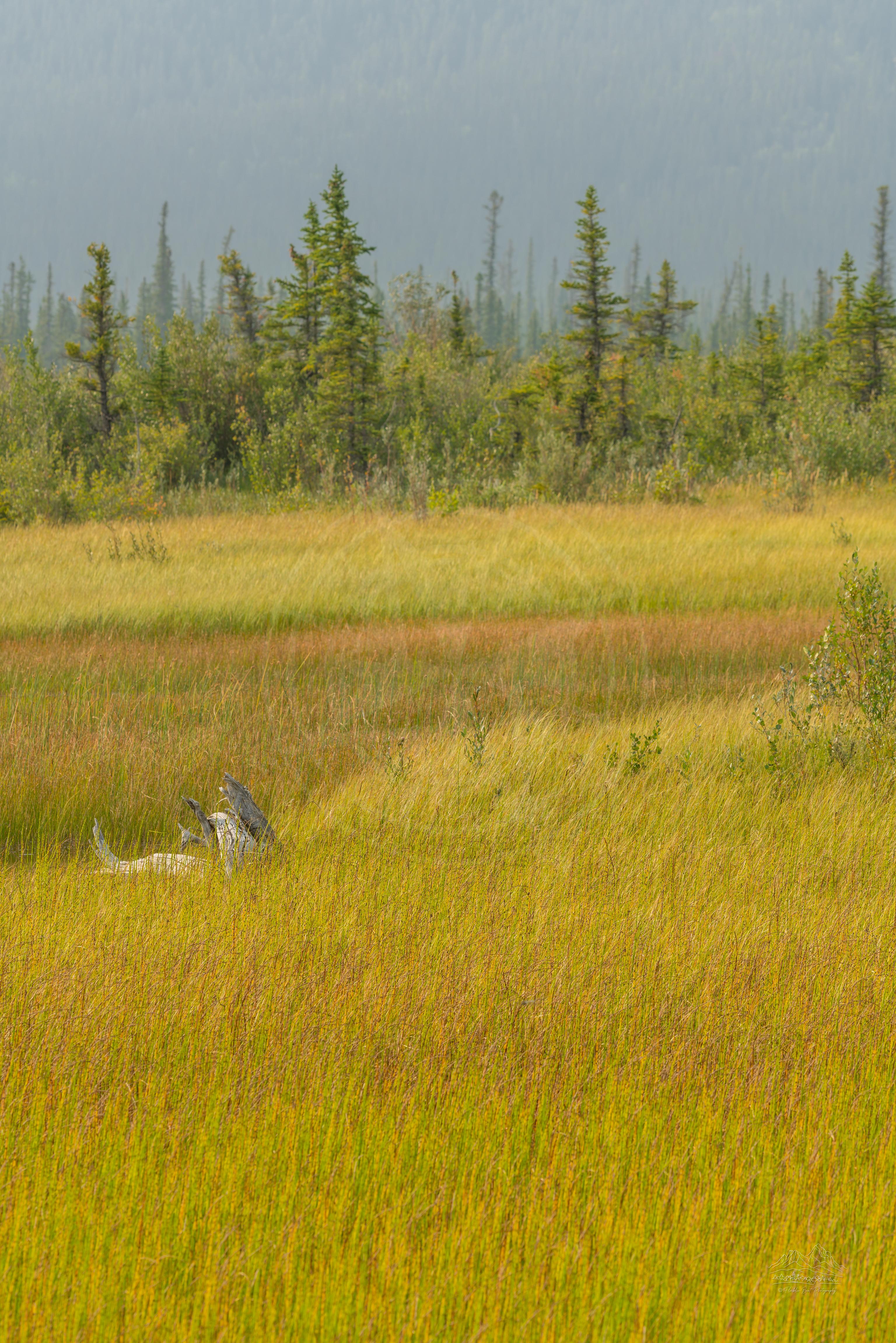 Panoramic Summer Marsh Landscape at Maligne Canyon Trail, Jasper