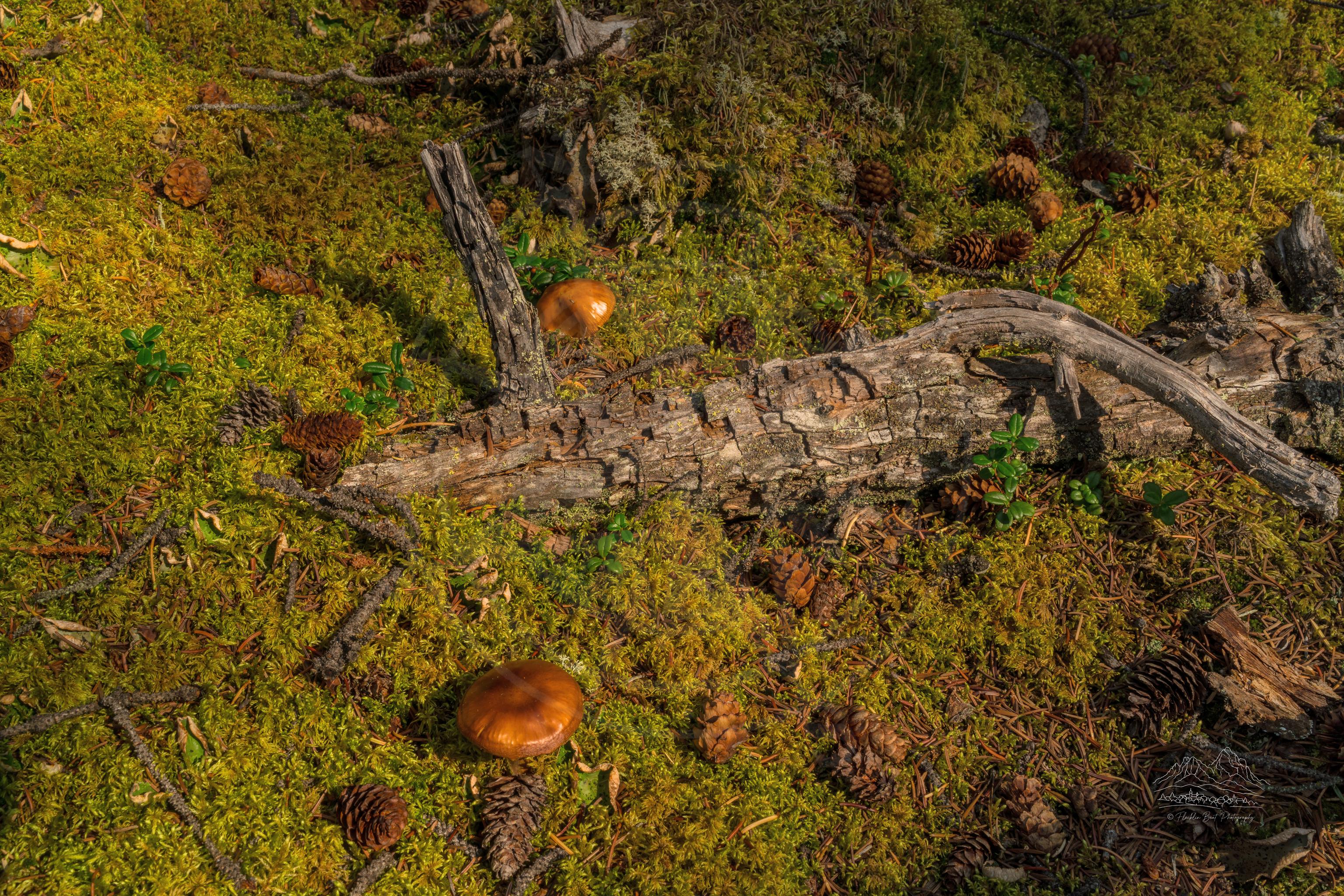 Summer forest floor with mushrooms on Maligne Canyon Trail, Alberta