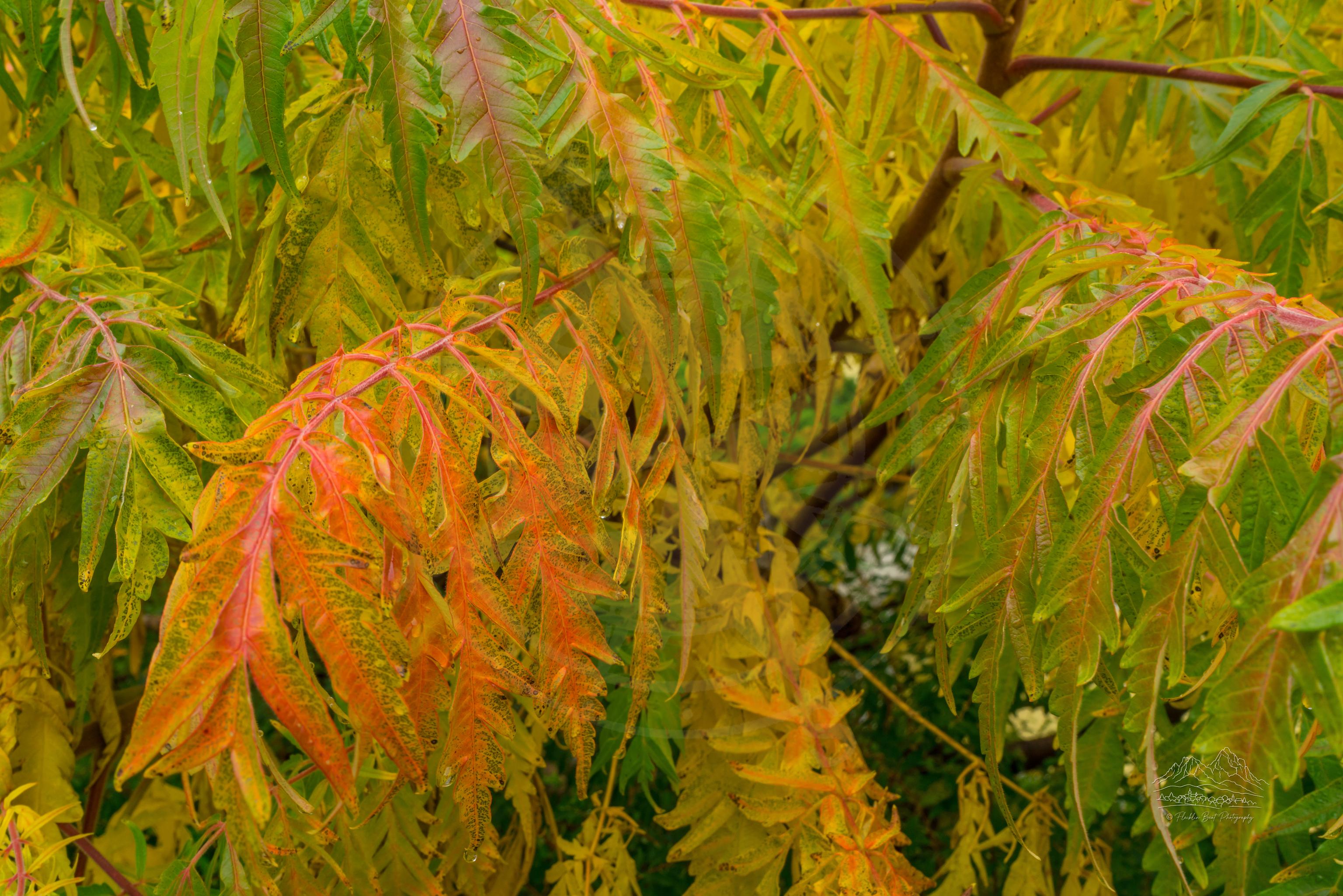 Herbstbaum mit roten Blättern in St. Ulrich in Gröden, Südtirol, Italien