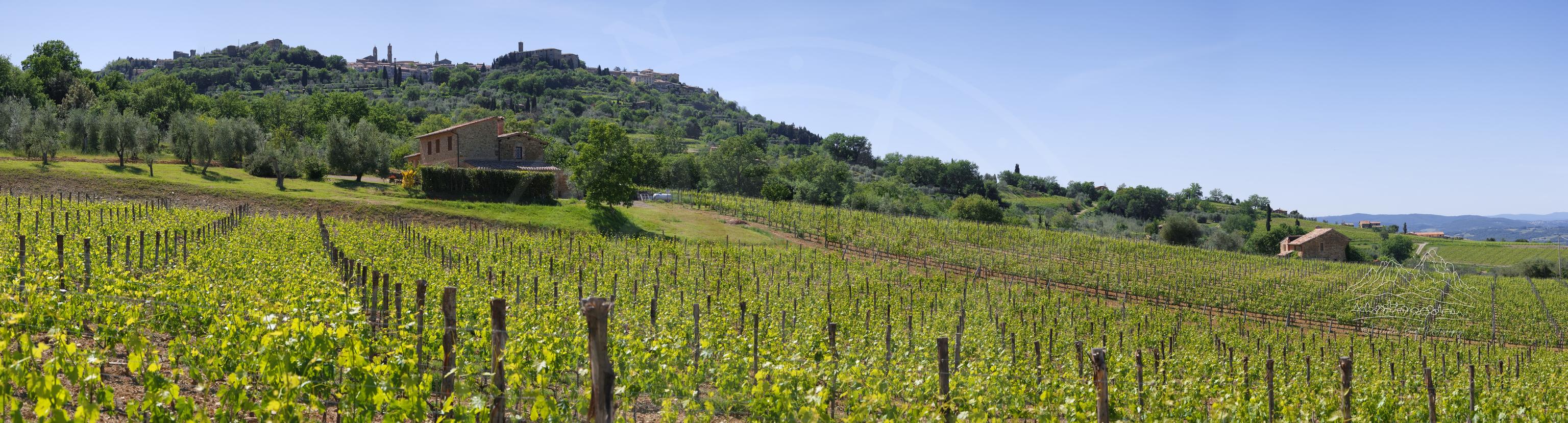 Panoramatische Frühlingslandschaft eines Weinbergs an der Strada Provinciale del Brunello, Montalcino