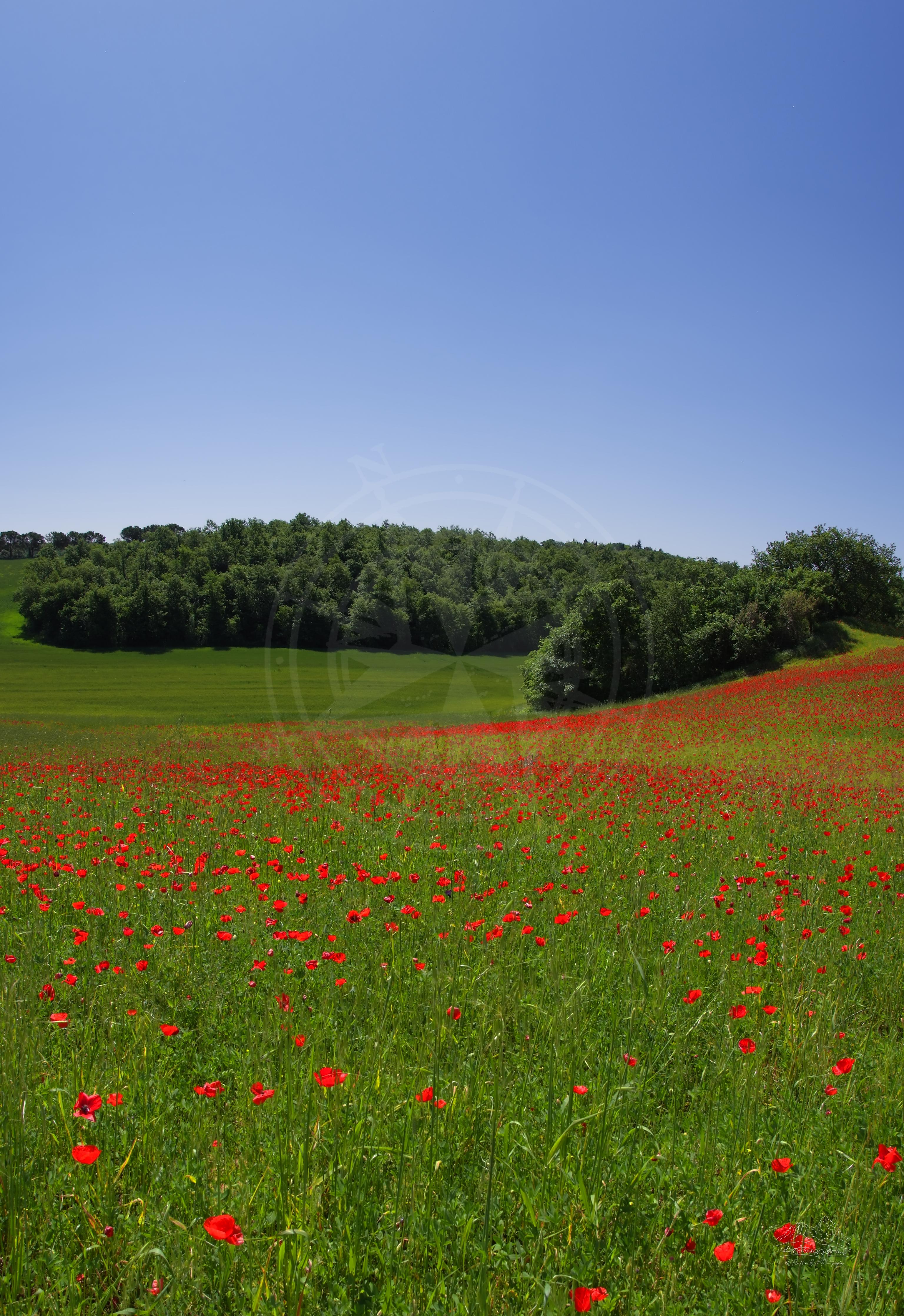 Campo di Fiori Primaverili Panoramico sulla Strada Statale di Chianciano vicino Pienza, Toscana