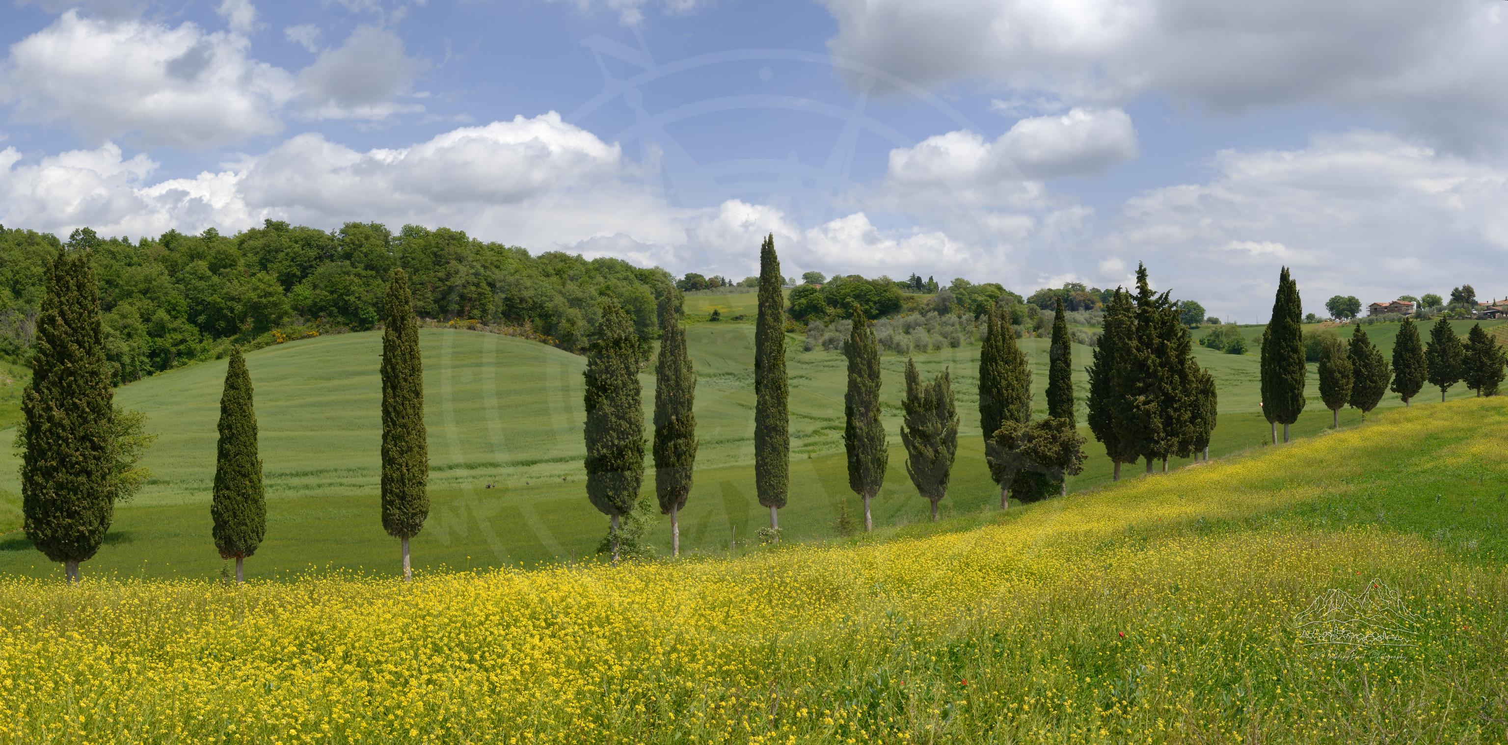 Panorama di vigneti e campi estivi in Toscana vicino a Pienza