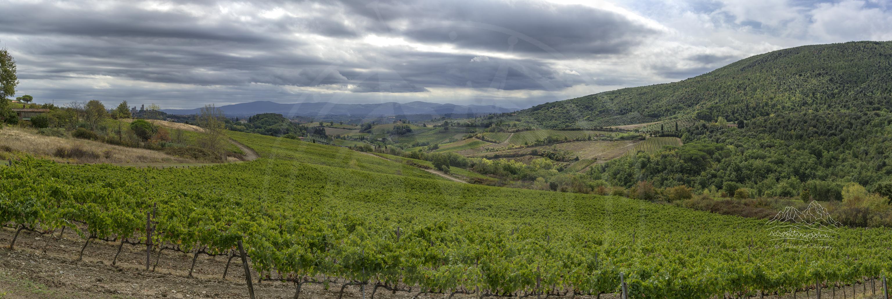 Herbstliche Panoramaaufnahme eines Weinbergs in Strada Provinciale di Cellole, San Gimignano, Toskana