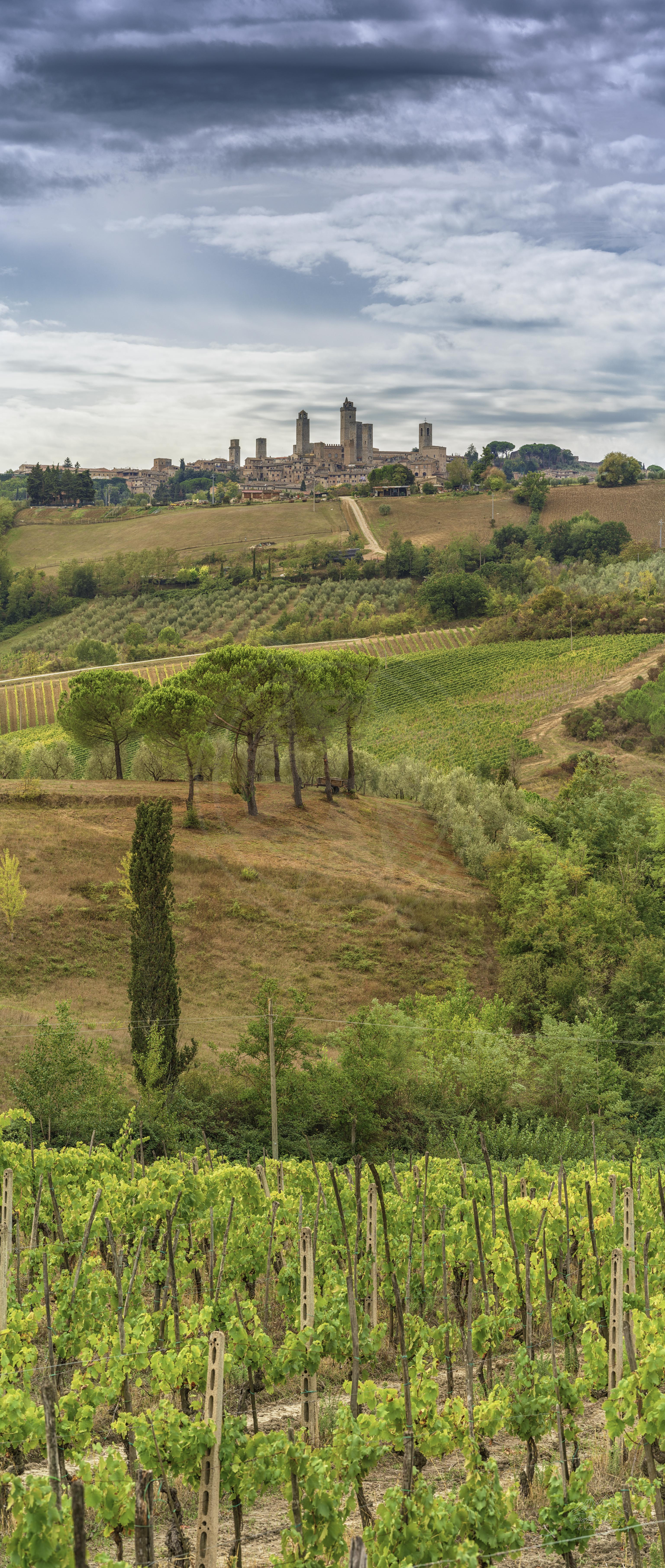 Panoramablick auf herbstlichen Weinberg an der Via del Mattone, San Gimignano