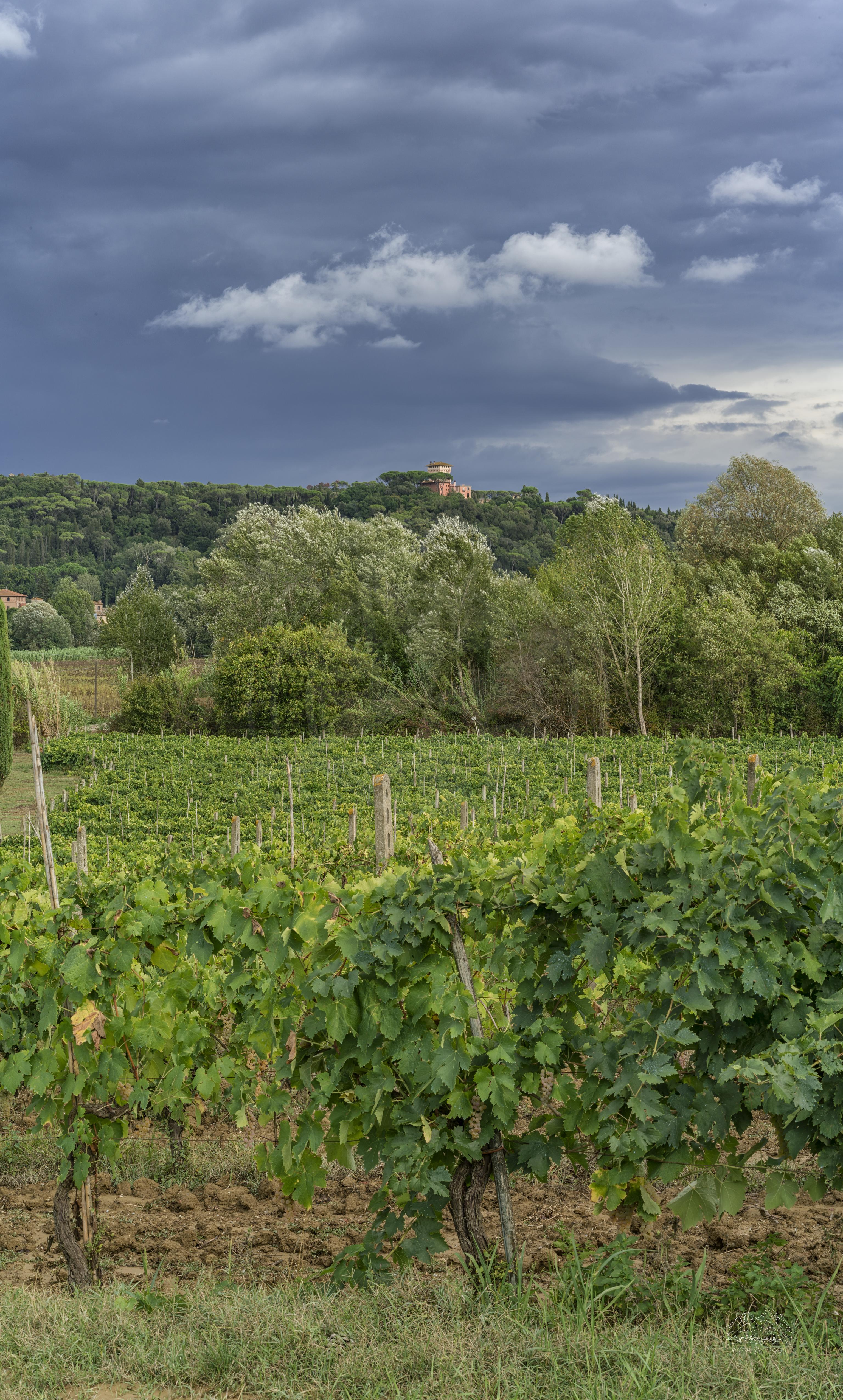 Herbst Panorama eines Weinbergs bei San Giovanni a Corazzano, Toskana