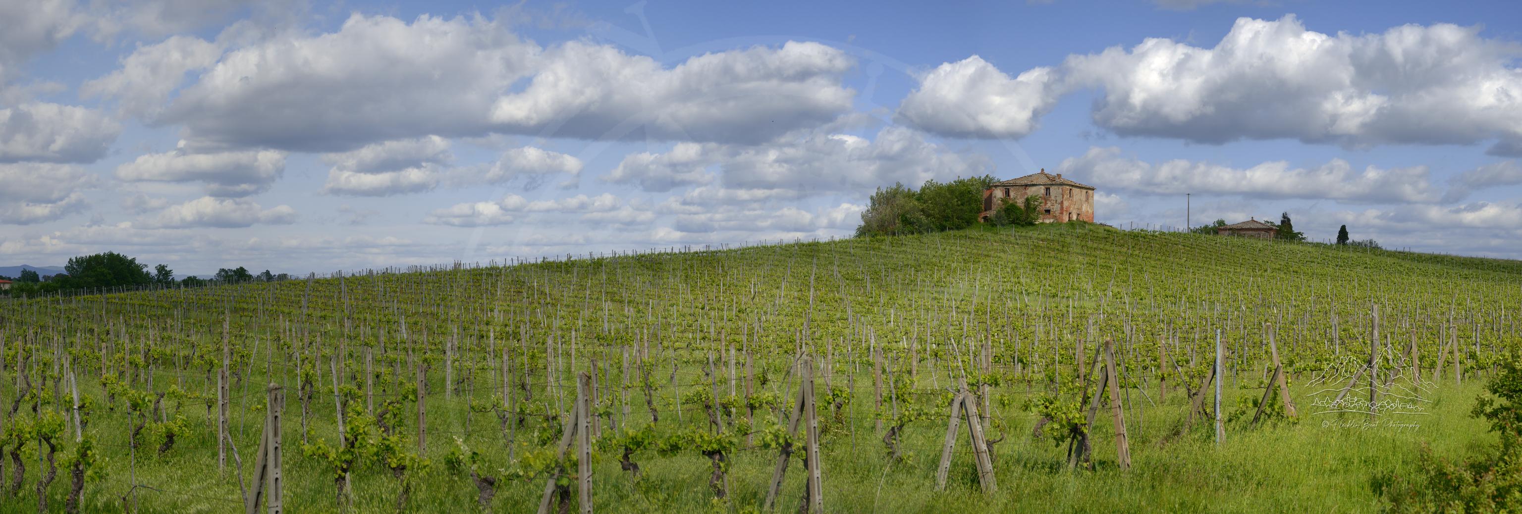 Paesaggio Panoramico di Vigneti in Primavera a Torrita di Siena, Toscana, Italia