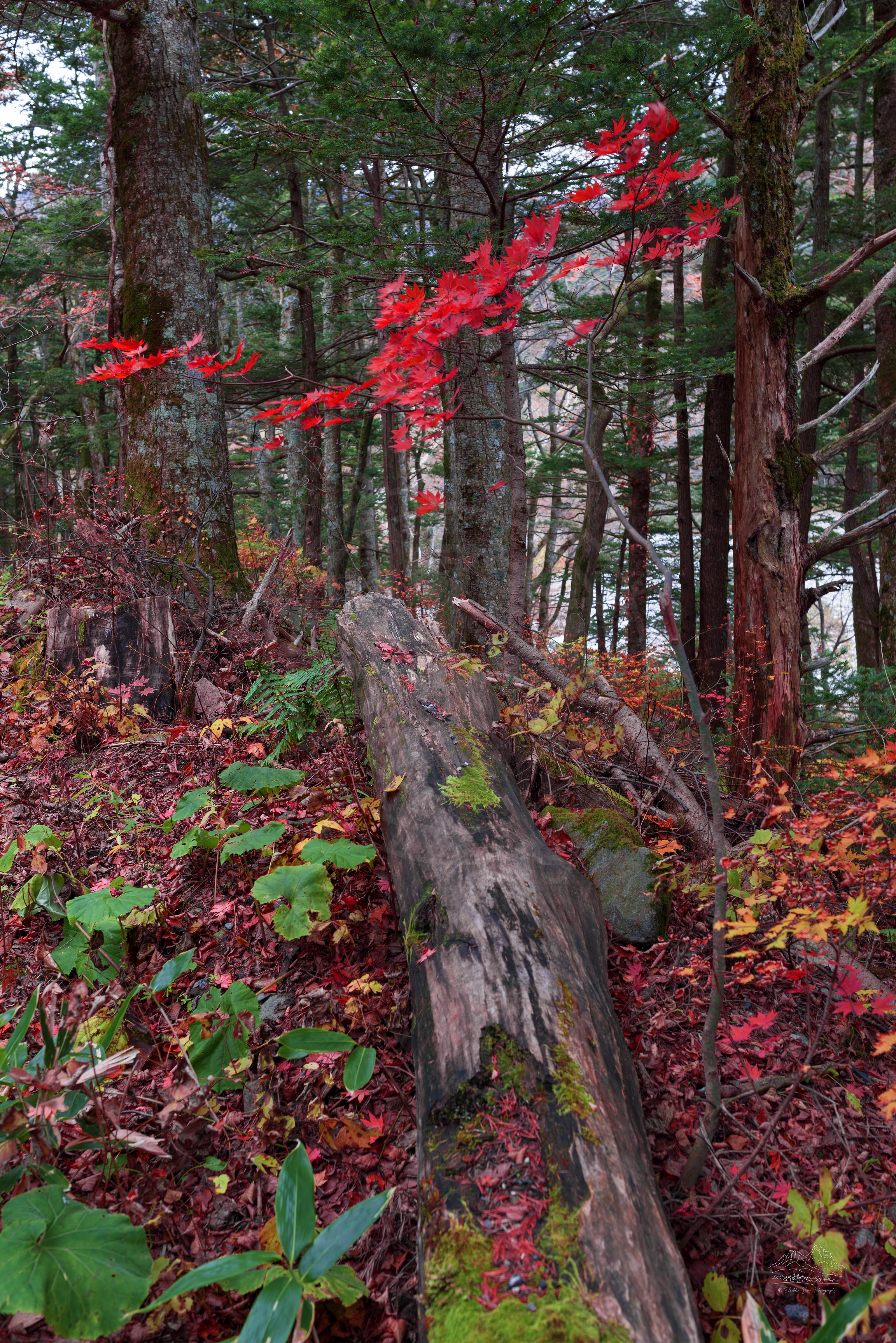 Herbstlicher Waldweg mit gefallenem Baum in Japan