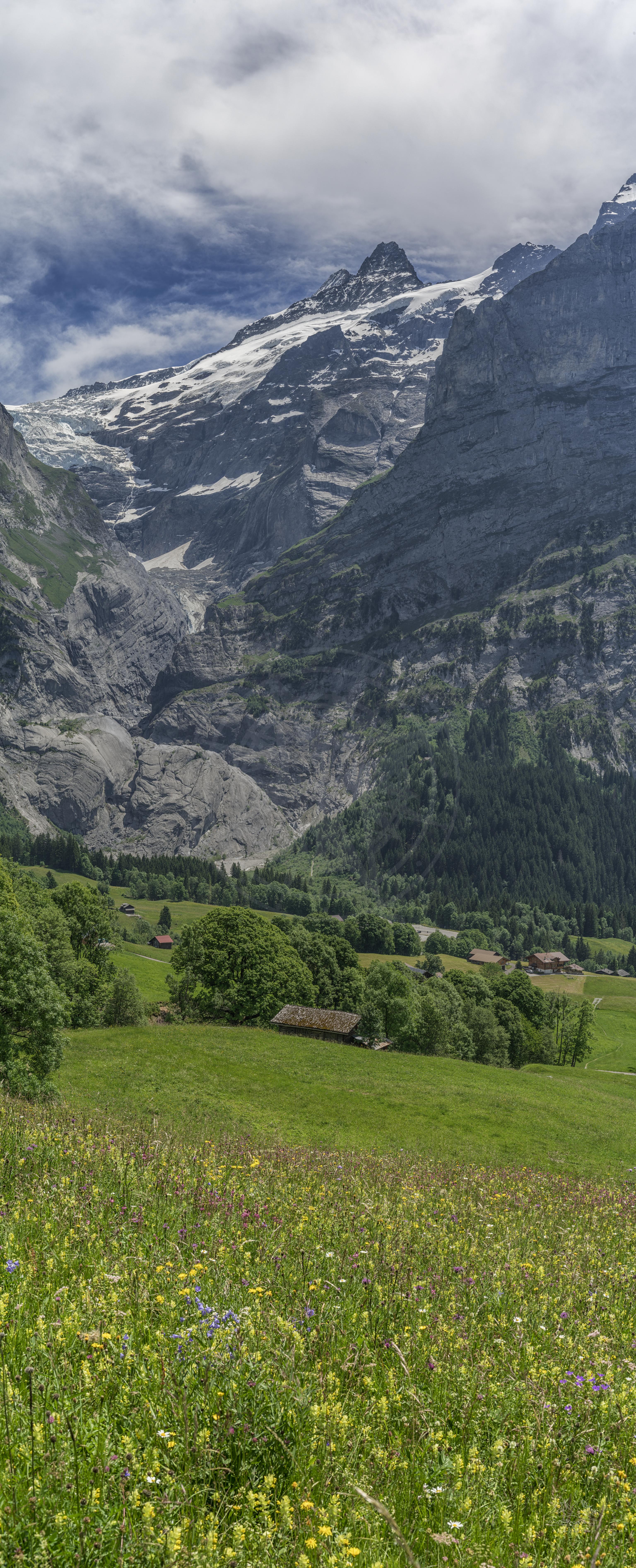 Panoramablick auf Blumenwiese im alpinen Tal bei Grindelwald im Sommer