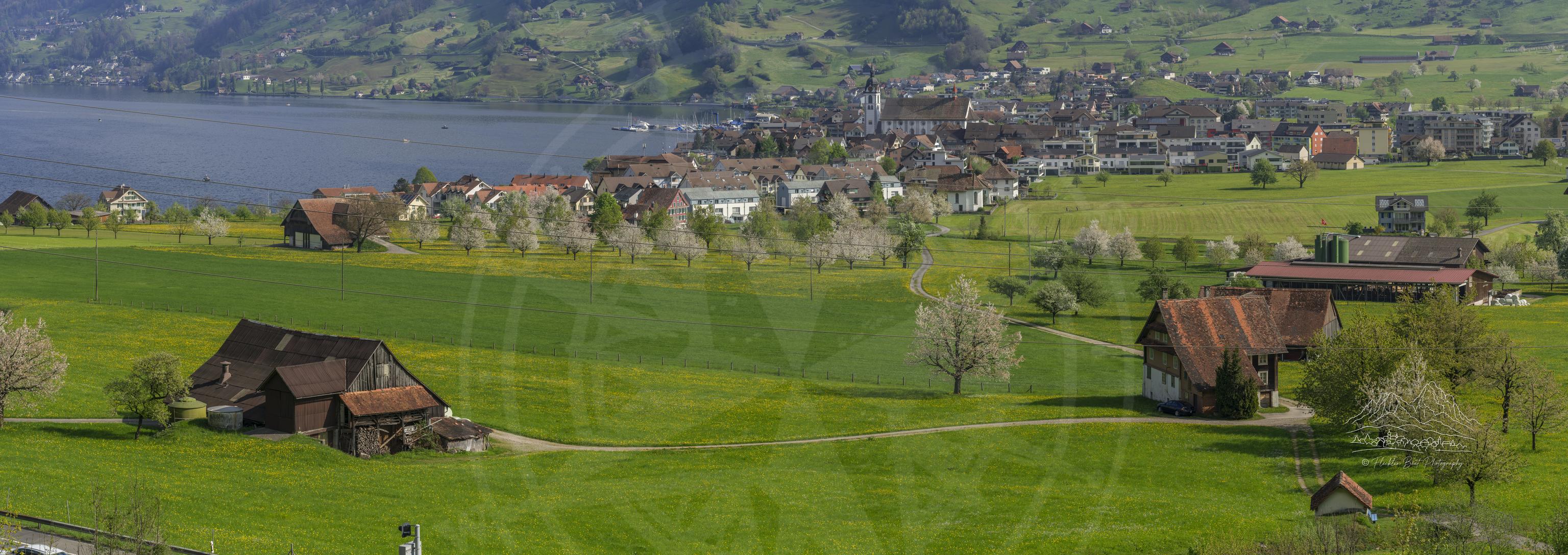 Frühlingspanorama blühender Obstgärten und Felder bei Goldau, Schwyz