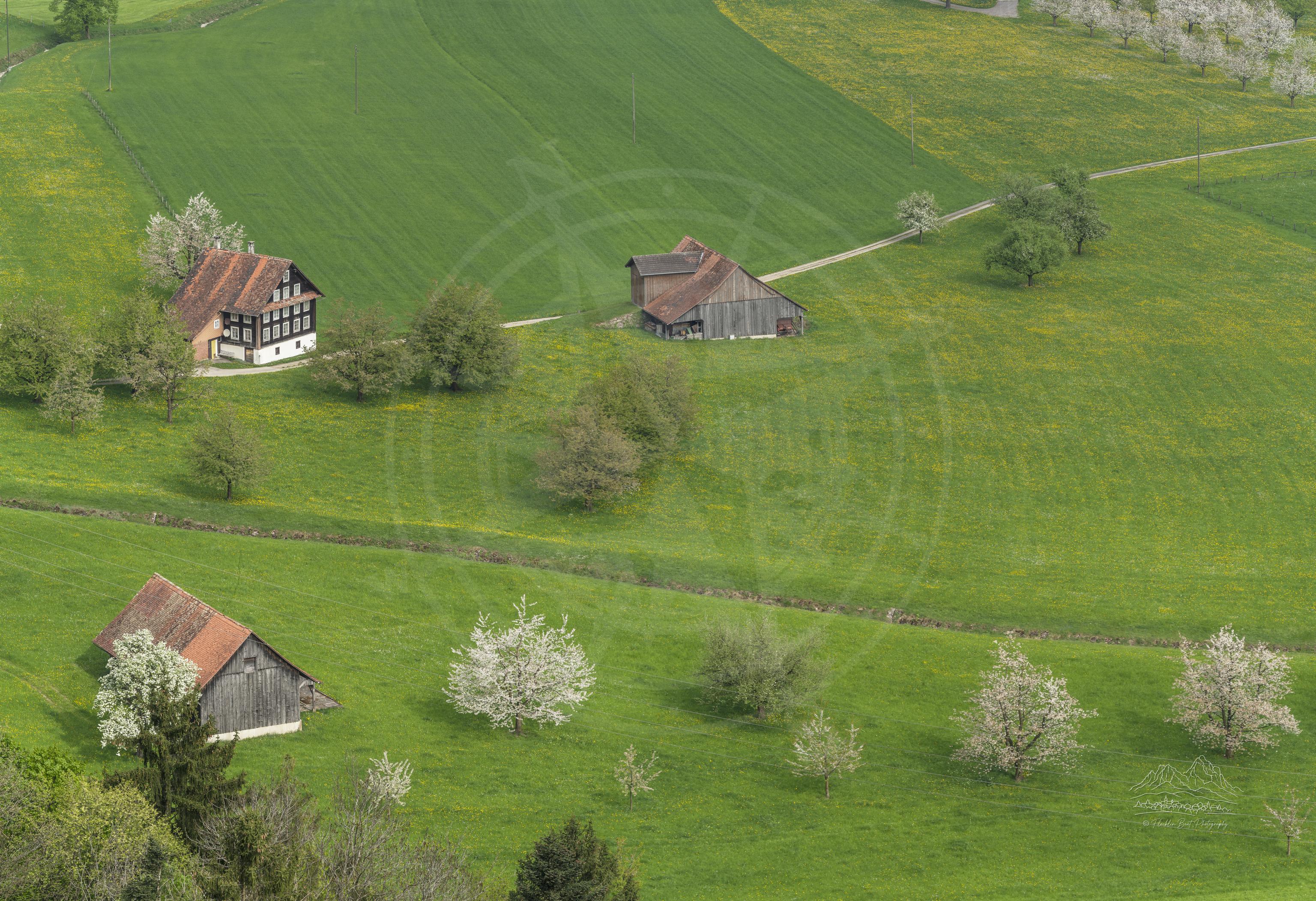 Frühlings-Panorama blühender Obstgärten und Ackerland am Guggähürliweg, Goldau