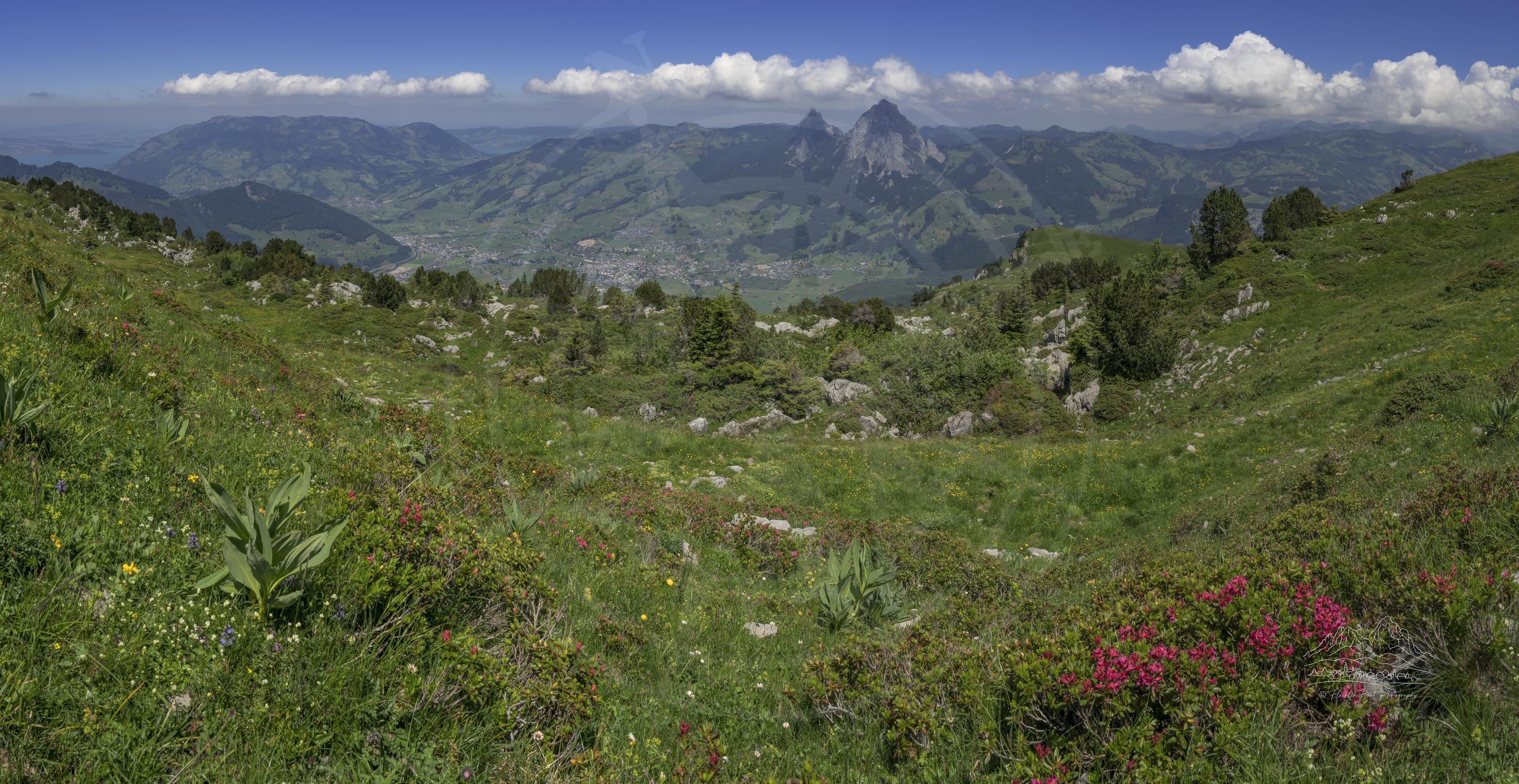 Panorama der Fronalp-Bergkette im Sommer in Stoos, Schwyz Schweiz
