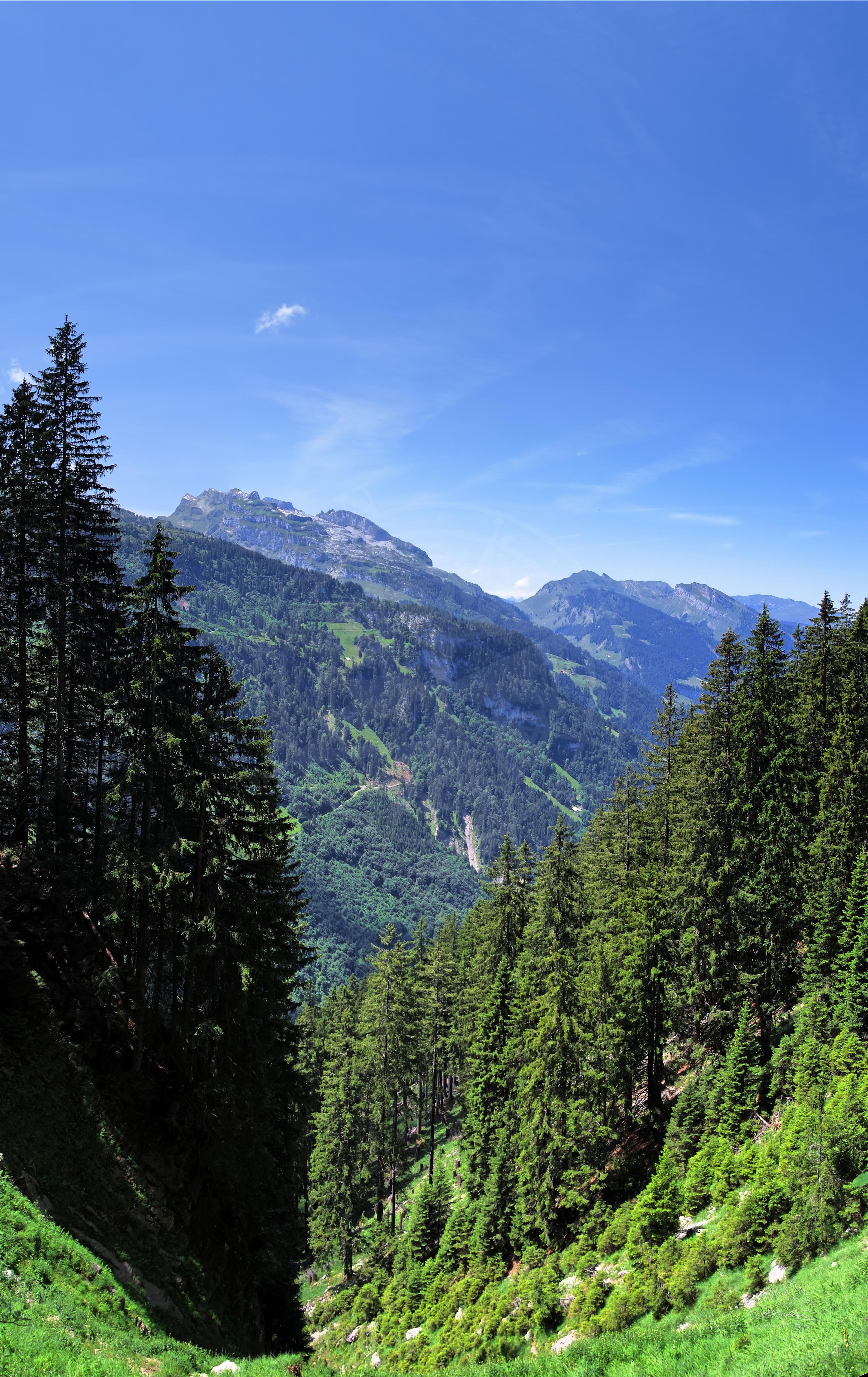 Panorama Estivo della Valle a Steinweid, Muotathal, Svizzera