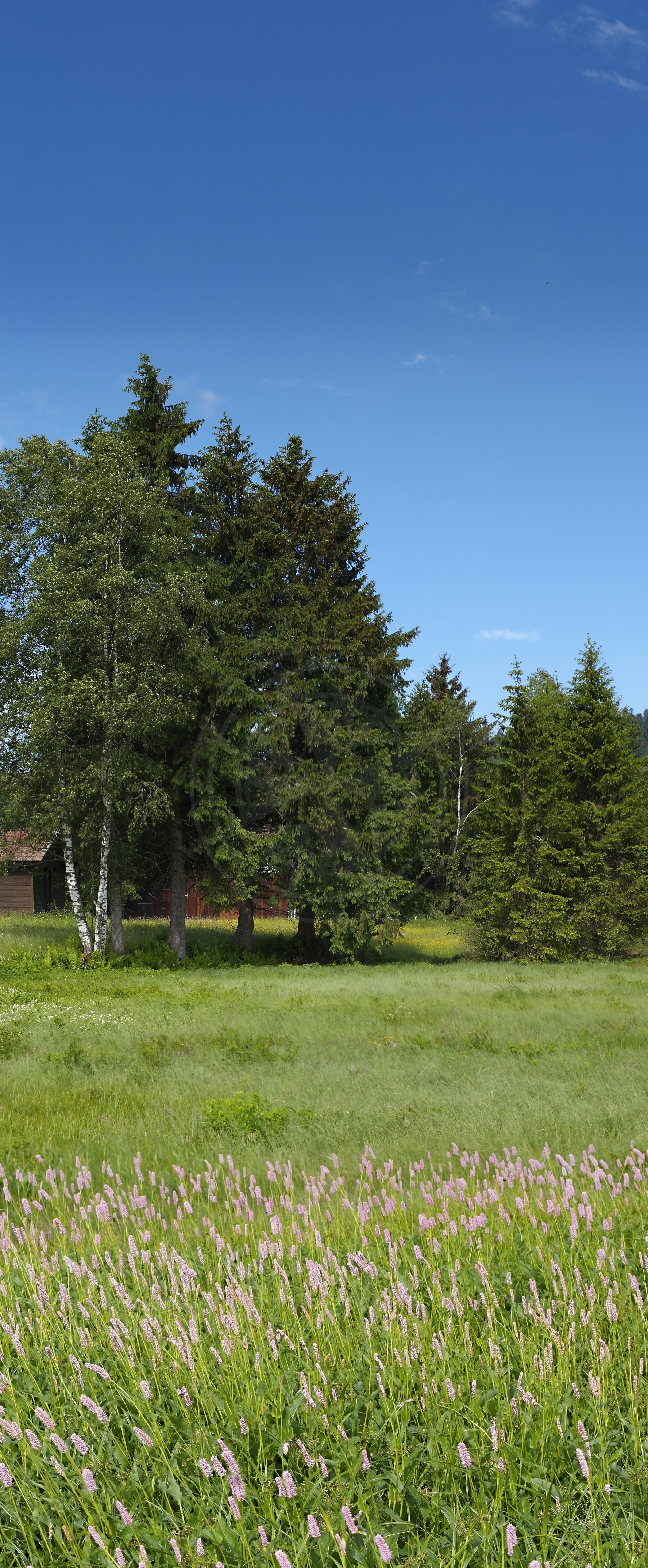 Sommerpanorama von Ackerland mit Blumenwiese in Rothenthurm, Schweiz