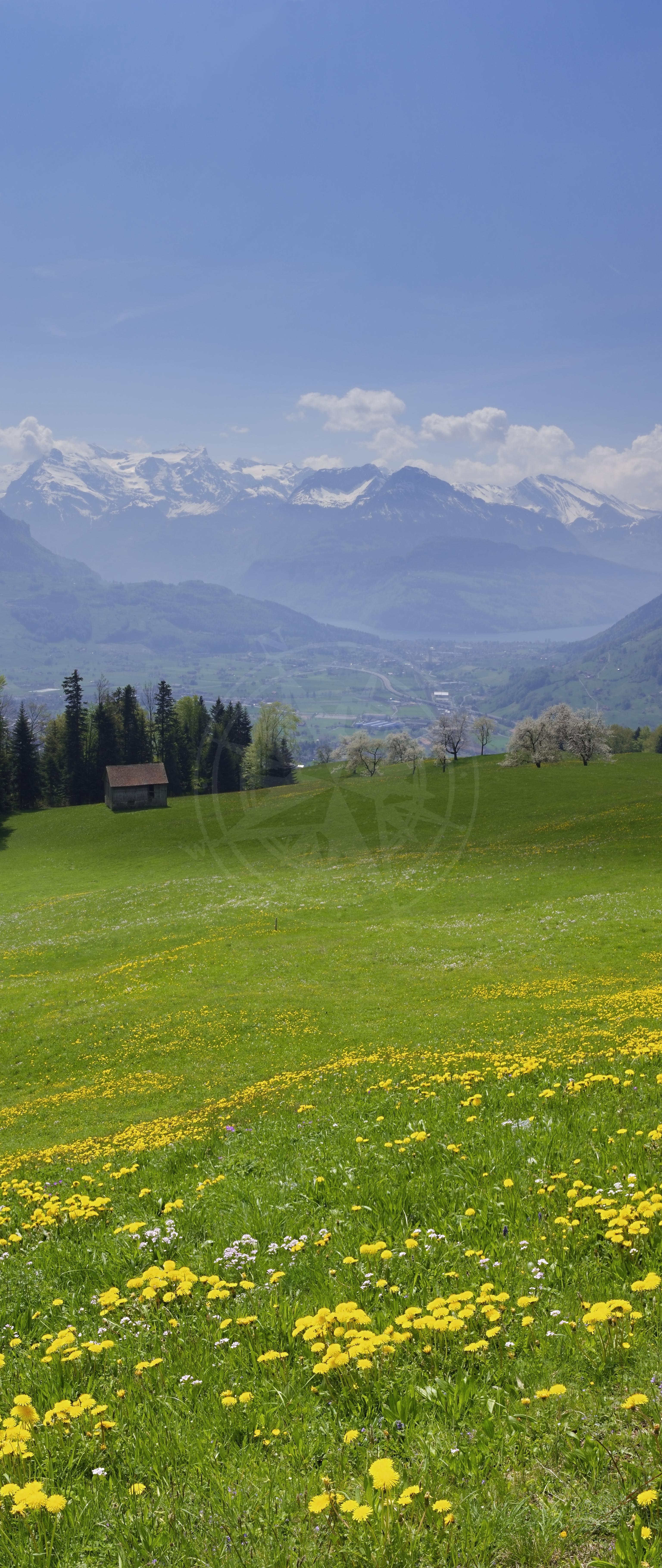 Frühlingspanorama der landwirtschaftlichen Talebene in Schwyz, Schweiz