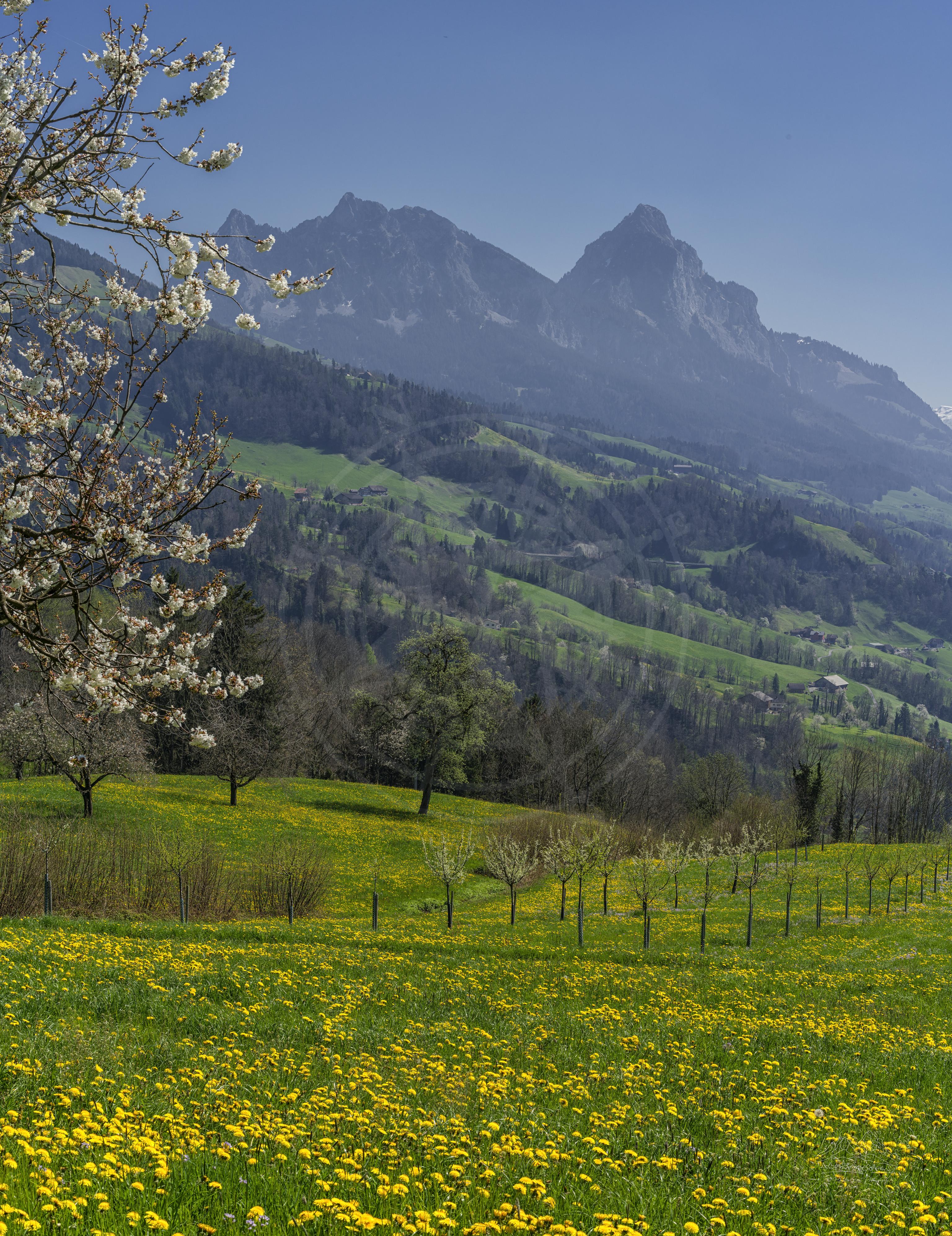 Frühlingspanorama mit Blumenwiese und blühenden Obstbäumen in Steinerberg, Schwyz