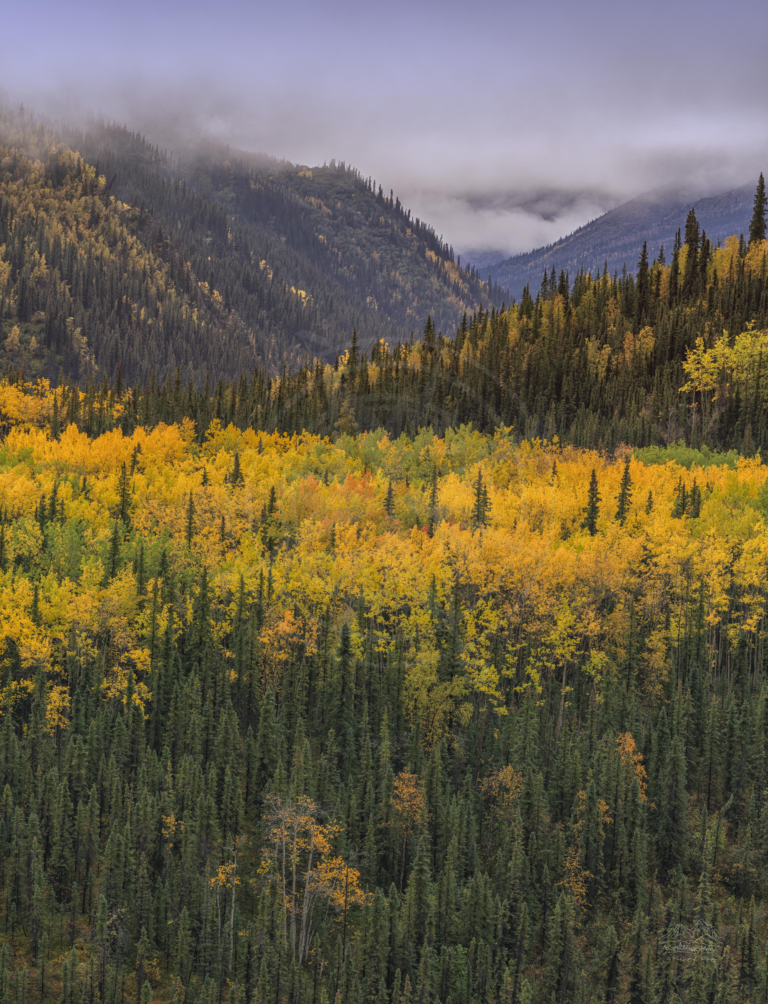 Vista Panoramica Autunnale dal Visitor Center di Denali Park Road, Alaska